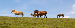 Österreich / Steiermark / Terenbachalm