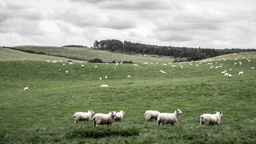 Schottland /  / Lamington