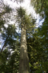 Kanada / Britisch-Kolumbien / Cathedral Grove