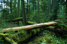 Kanada / Britisch-Kolumbien / Cathedral Grove