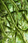 Kanada / Britisch-Kolumbien / Cathedral Grove