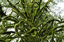 Kanada / Britisch-Kolumbien / Cathedral Grove