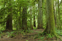 Kanada / Britisch-Kolumbien / Cathedral Grove