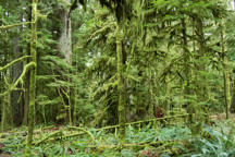Kanada / Britisch-Kolumbien / Cathedral Grove