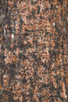Kanada / Britisch-Kolumbien / Cathedral Grove