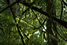 Kanada / Britisch-Kolumbien / Cathedral Grove