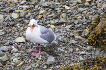 Kanada / Britisch-Kolumbien / Port Alberni