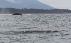 Kanada / Britisch-Kolumbien / Tofino