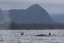 Kanada / Britisch-Kolumbien / Tofino