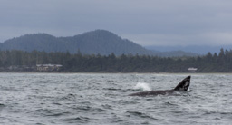 Kanada / Britisch-Kolumbien / Tofino