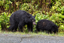 Kanada / Britisch-Kolumbien / Tofino