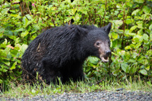 Kanada / Britisch-Kolumbien / Tofino