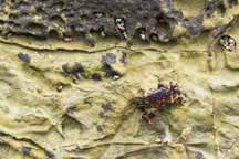 Kanada / Britisch-Kolumbien / Salt Spring Island