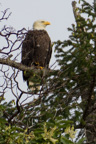 Kanada / Britisch-Kolumbien / Salt Spring Island
