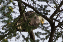 Kanada / Britisch-Kolumbien / Salt Spring Island