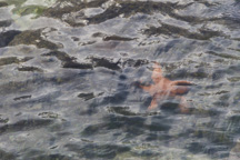Kanada / Britisch-Kolumbien / Salt Spring Island