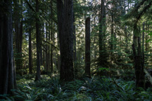 Kanada / Britisch-Kolumbien / Cathedral Grove