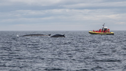 Kanada / Quebec / Tadoussac