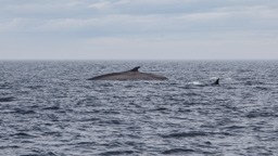 Kanada / Quebec / Tadoussac