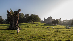 England /  / Sedgwick