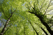 Österreich / Steiermark / Stiwoll