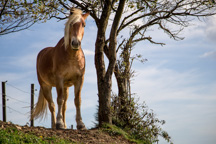 Österreich / Steiermark / Stallhofen