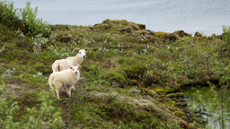 Island /  / Pingvellir