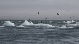 Island /  / Jökulsarlon