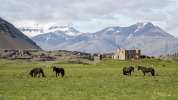 Island /  / Höfn