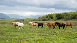 Island /  / Höfn