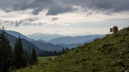 Österreich / Steiermark / Niederalpl