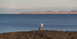 Neuseeland /  / Napier