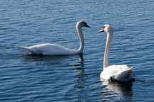 Schweden /  / Marstrand