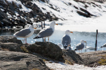 Schweden /  / Marstrand