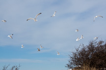 Schweden /  / Marstrand