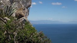 Spanien /  / Gibraltar