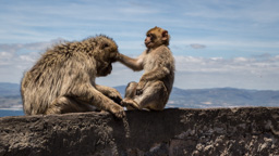 Spanien /  / Gibraltar