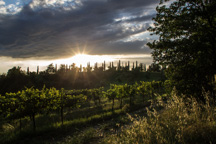 Italien / Toskana / San Gimignano