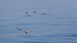 USA / Washington / Friday Harbor