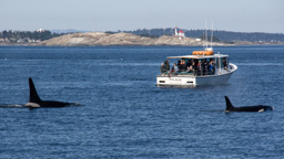 USA / Washington / Friday Harbor