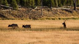 USA / Wyoming / Yellow Stone National Park