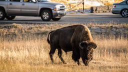 USA / Wyoming / Yellow Stone National Park
