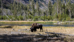 USA / Wyoming / Yellow Stone National Park