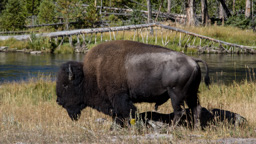 USA / Wyoming / Yellow Stone National Park
