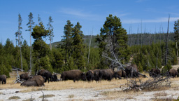 USA / Wyoming / Yellow Stone National Park
