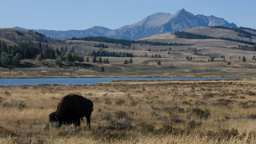 USA / Wyoming / Yellow Stone National Park