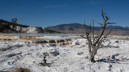 USA / Wyoming / Yellow Stone National Park