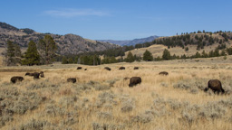 USA / Wyoming / Yellow Stone National Park