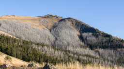 USA / Wyoming / Yellow Stone National Park