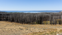USA / Wyoming / Yellow Stone National Park